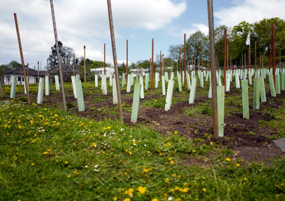 Es grünt auf dem Finkenberg