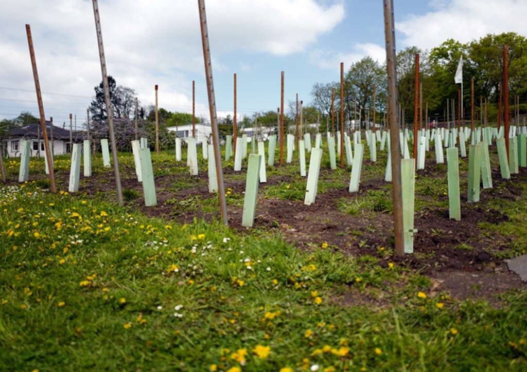 Es grünt auf dem Finkenberg