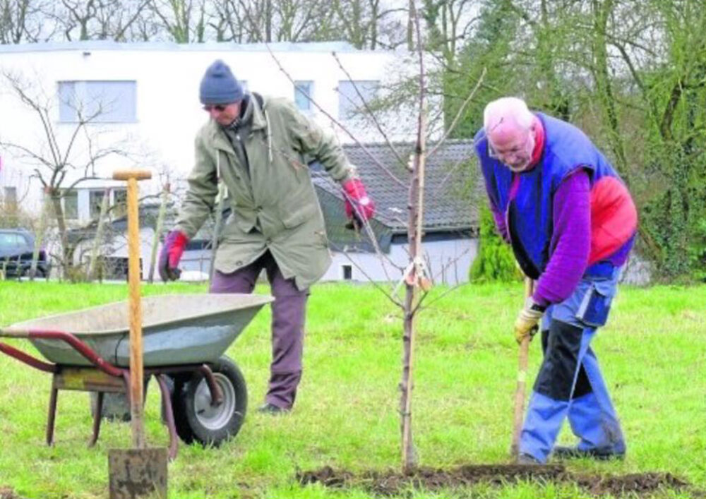 Junge Mandelbäume im Weinberg