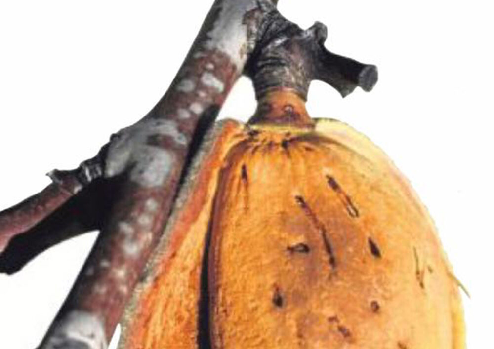 Mandelernte auf dem Weinberg