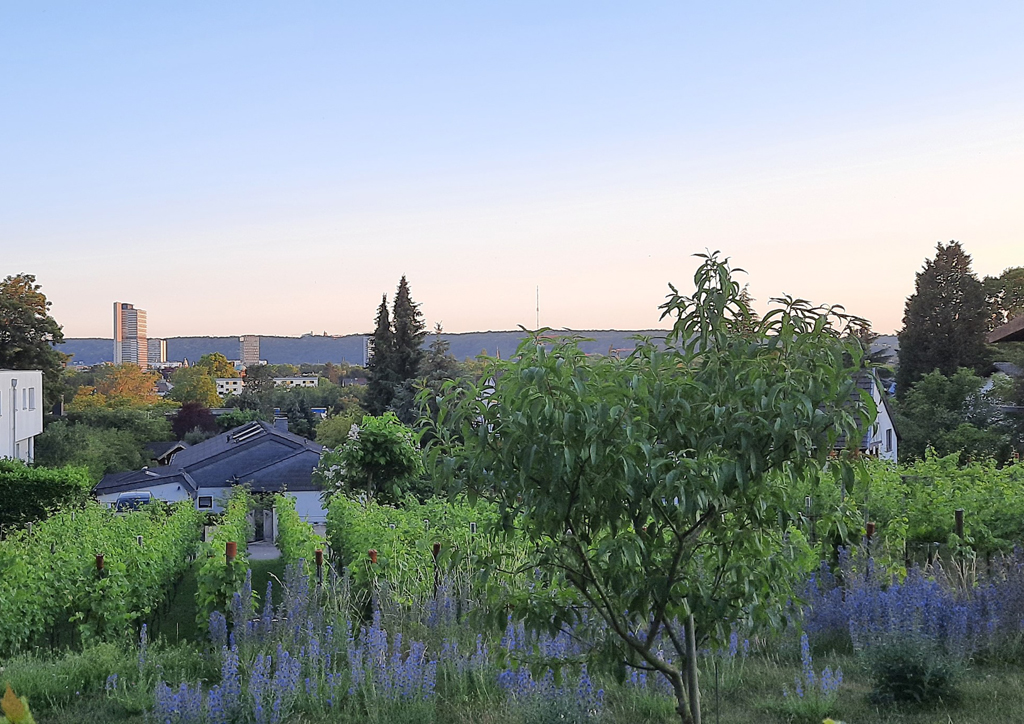Unser Weinberg als Ort der Stille