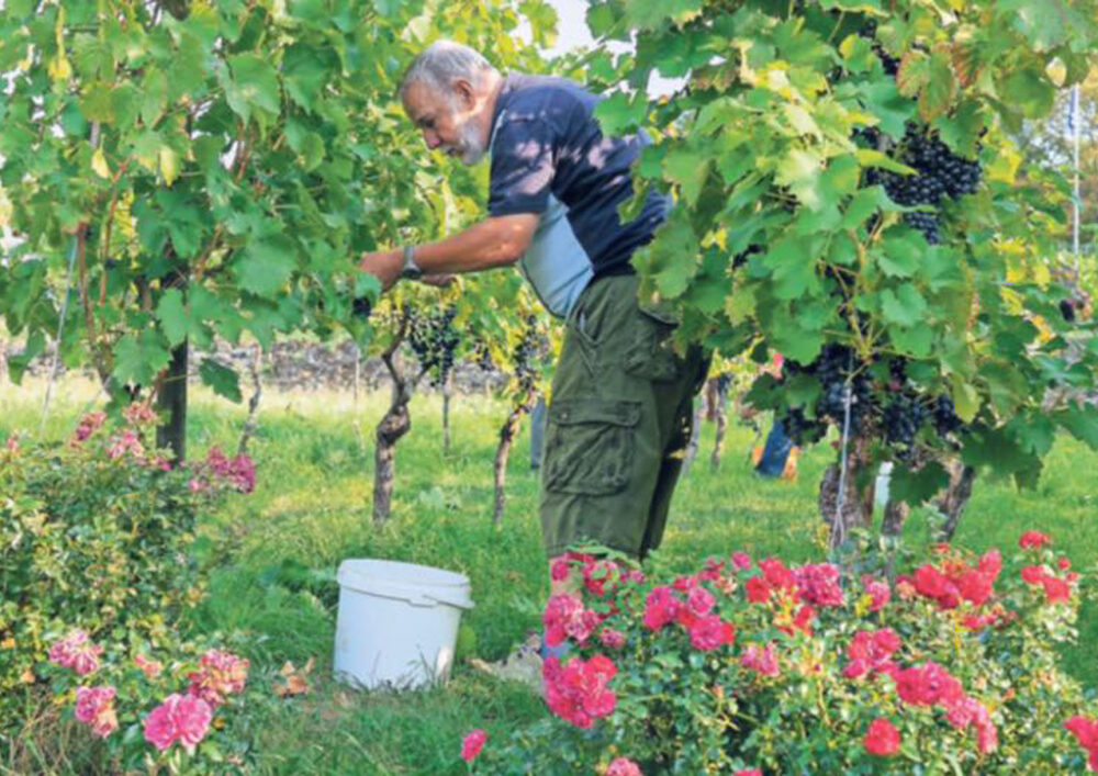 Süße Trauben – Weinlese 2020