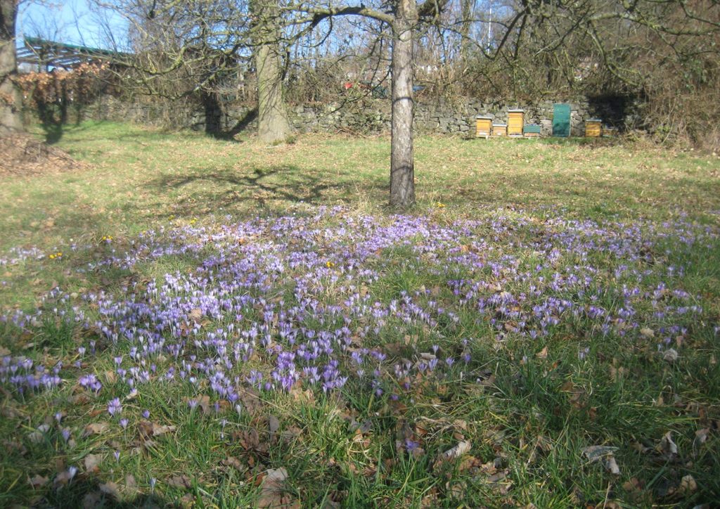 Frühlingserwachen auf dem Finkenberg