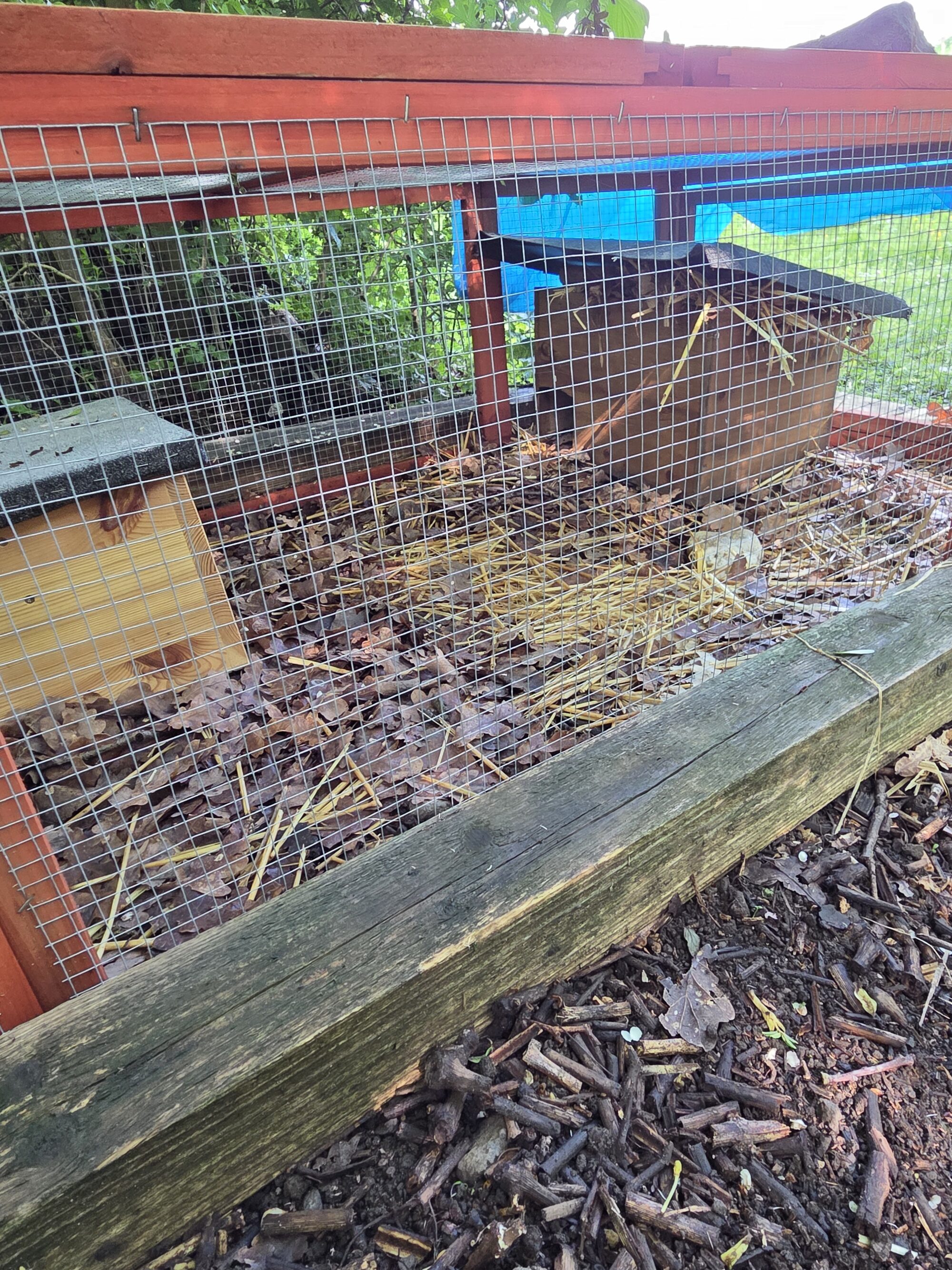 Igel2