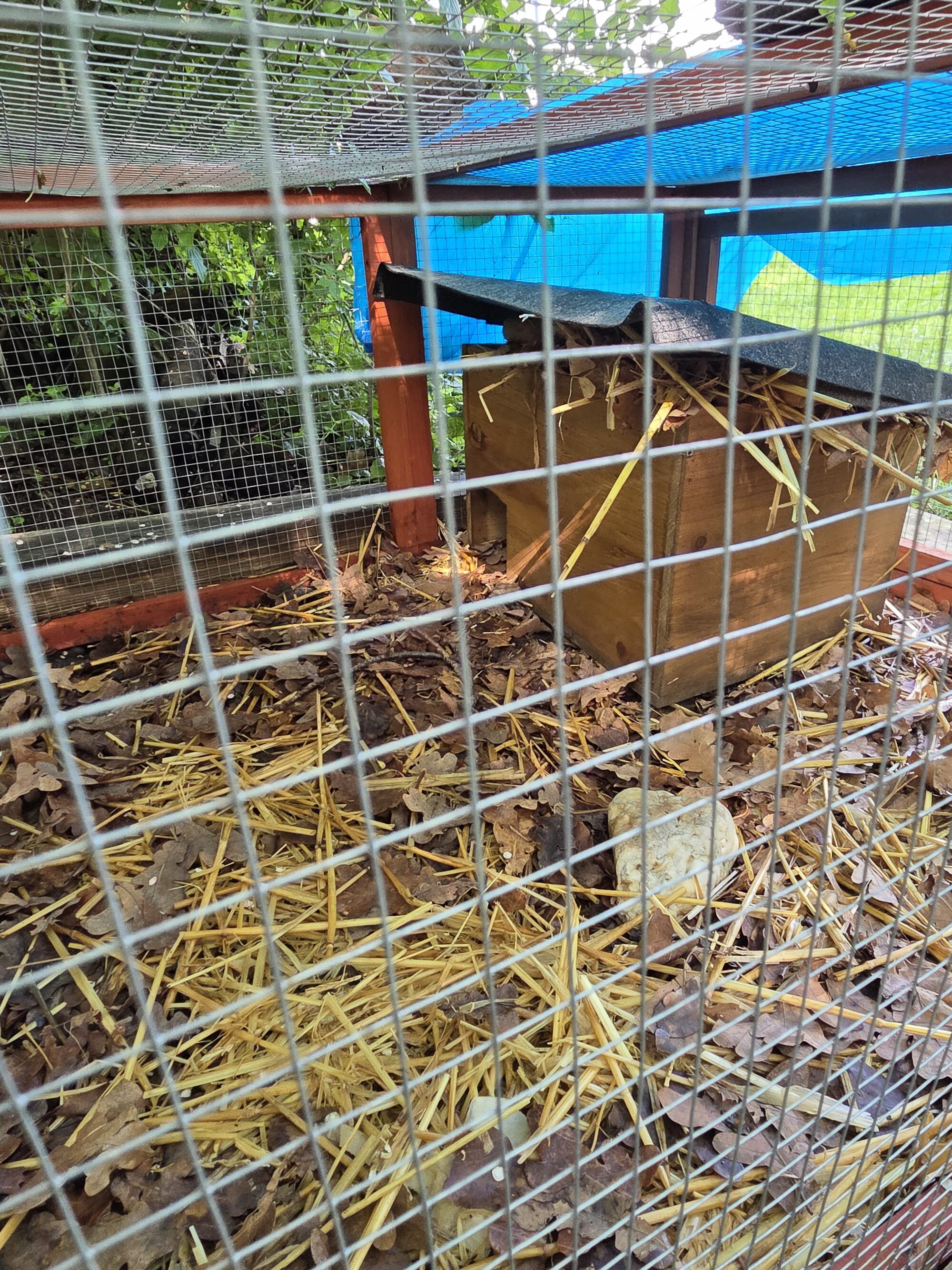 Igel3